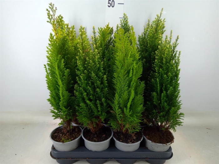 <h4>Conifers   ...mix</h4>