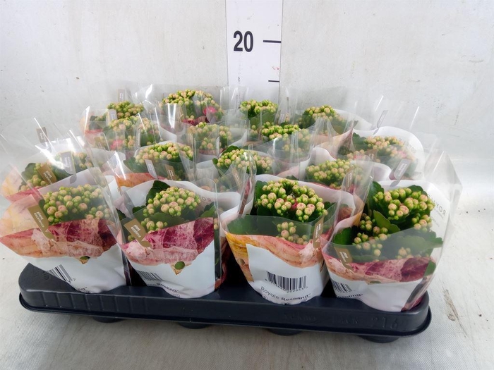 <h4>Kalanchoe blos. 'RosDon Nando'</h4>