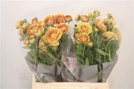 <h4>Ran N Moderna Miele</h4>