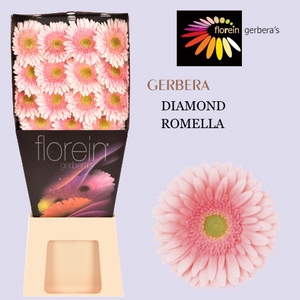 Gerbera Romella Diamond