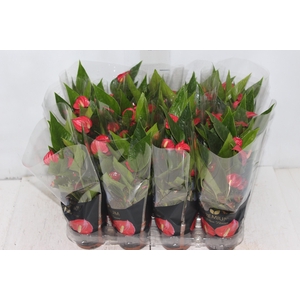 ANTHURIUM MINI MILLION FLOWERS P09