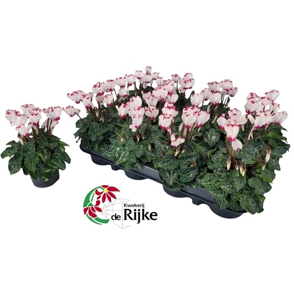 <h4>Cyclamen P7 Victoria White with Eye</h4>