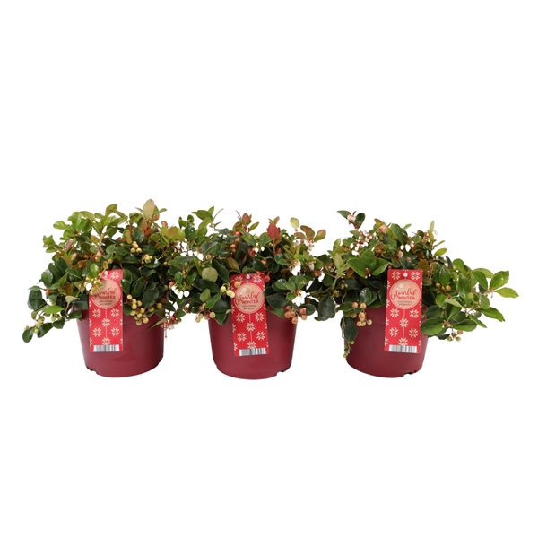 <h4>Gaultheria pr. 'Big Berry'</h4>