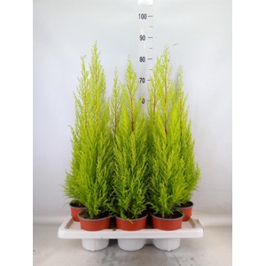 Cupressus macro. 'Goldcrest Wilma'