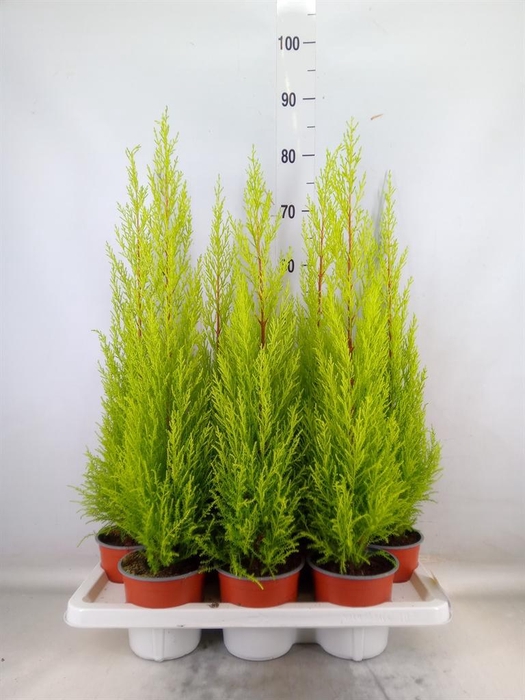 <h4>Cupressus macro. 'Goldcrest Wilma'</h4>