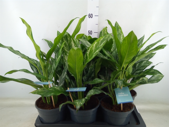 <h4>Aglaonema   ...</h4>