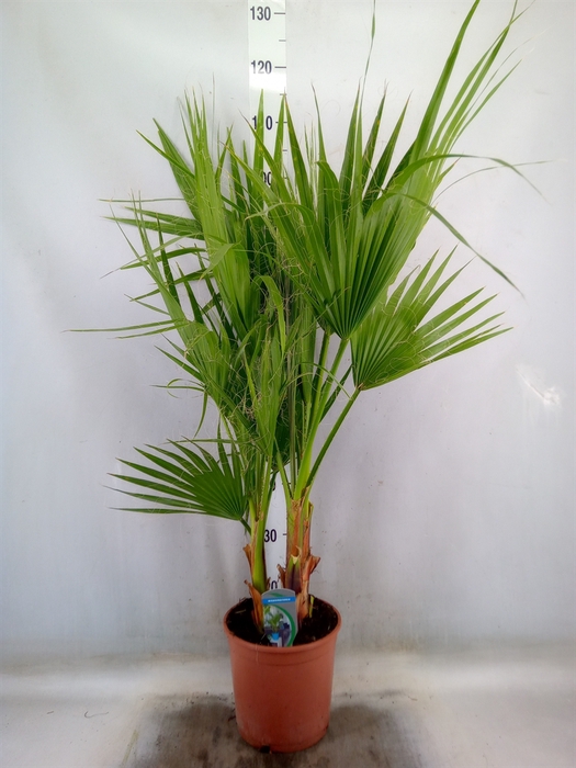 <h4>Washingtonia filifera</h4>