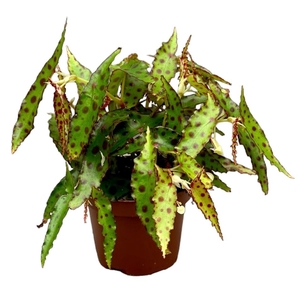 Begonia