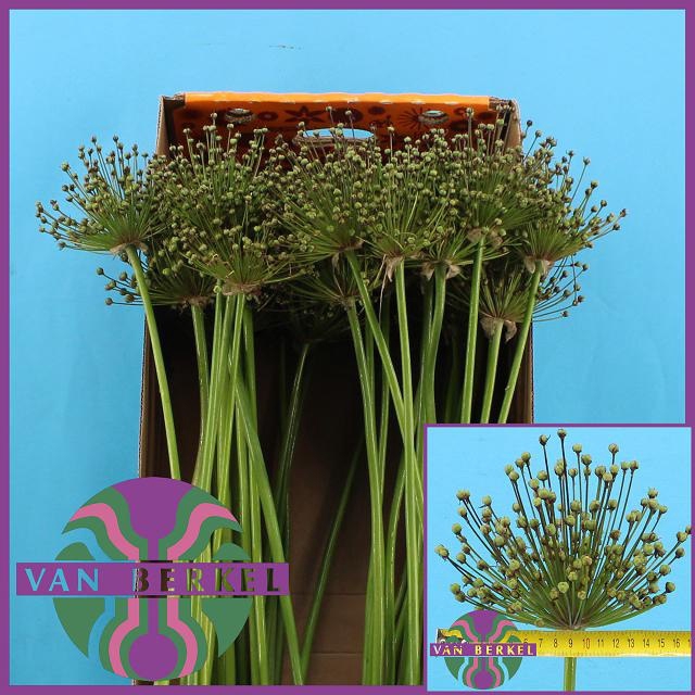 <h4>ALLIUM CHERRY</h4>