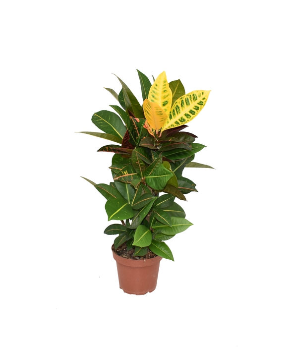 <h4>Croton Petra P14</h4>