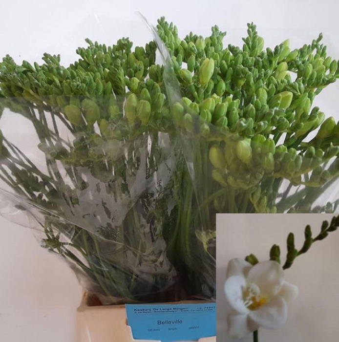 <h4>Freesia du Belleville</h4>