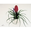 Tillandsia cyanea 'Anita'