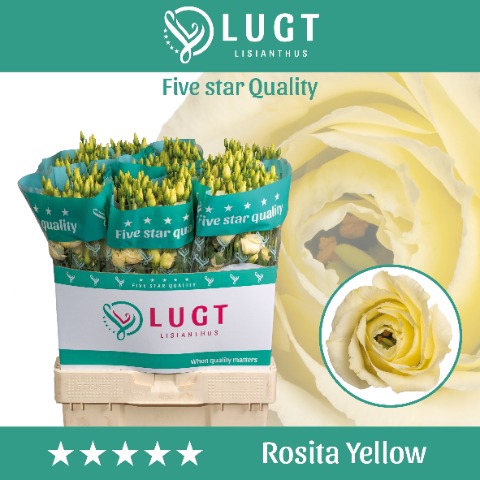 Lisianthus Rosita Yellow