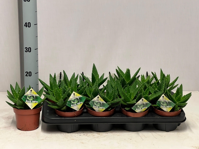 <h4>ALOE PERFOLIATA</h4>