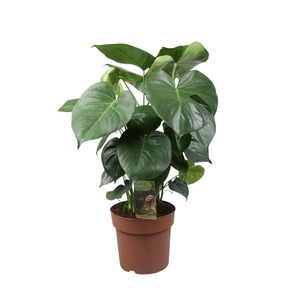 Monstera Deliciosa
