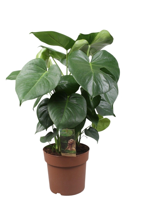 <h4>Monstera Deliciosa</h4>