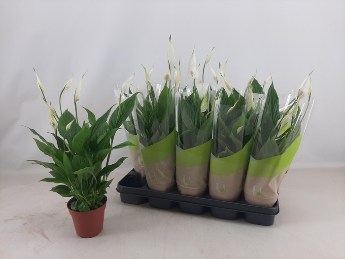 <h4>SPATH TORELLI</h4>