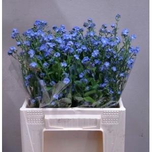 MYOS AL BLUE MEMORY