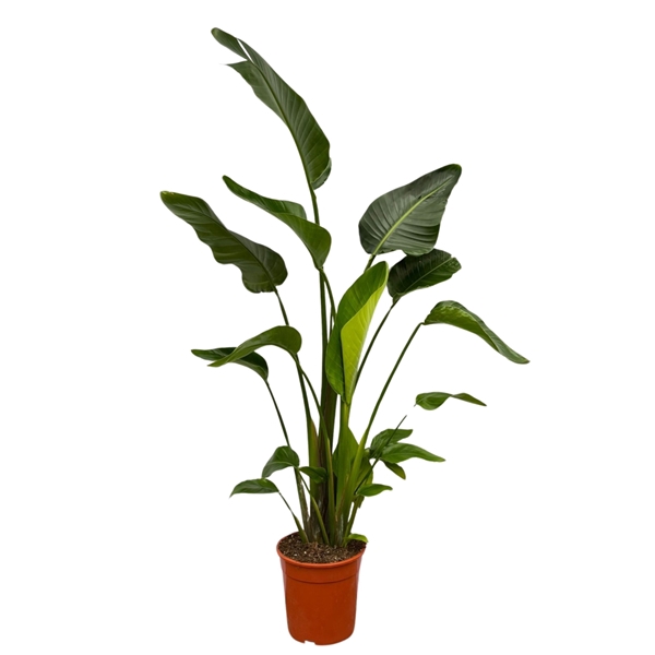 <h4>Strelitzia Nicolai - 150cm</h4>