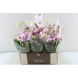 Phal Tablo Bellini 2 Spike