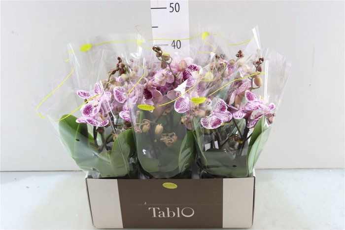 <h4>Phal Tablo Bellini 2 Spike</h4>