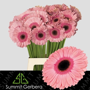 Gerbera Debut Water x40 Lang