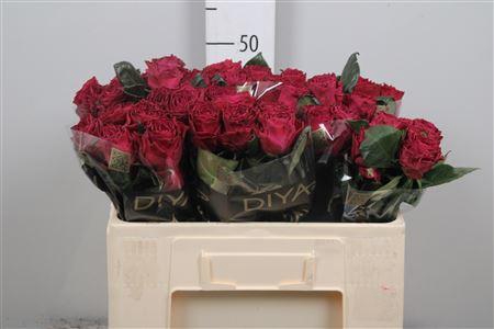 <h4>R Gr Venturoso</h4>