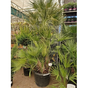 CHAM HUMILIS