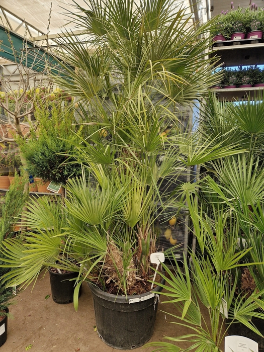 <h4>CHAM HUMILIS</h4>