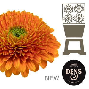 Gerbera Pomponi Berra Diamond