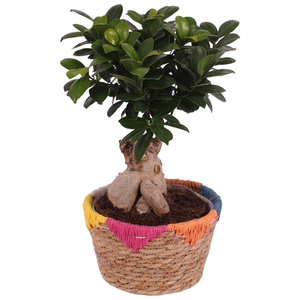 Ficus m. Ginseng Ball Shape Ø18cm in Ø20cm Rope Basket EV564