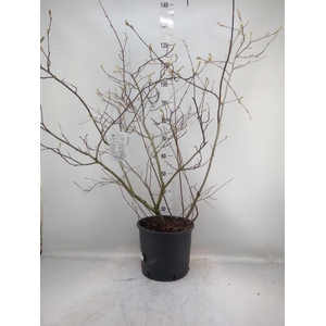 Amelanchier lamarckii