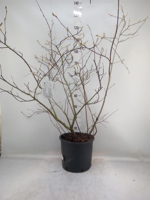 <h4>Amelanchier lamarckii</h4>
