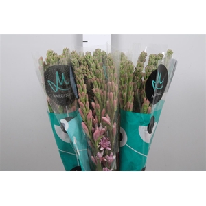 Poliant Elle Pink