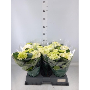 Hydrangea  'Hi Ice'