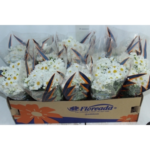 CRISANTEMO BOLA BELGA P11 BRANCO