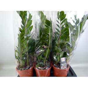 Zamioculcas zamiifolia