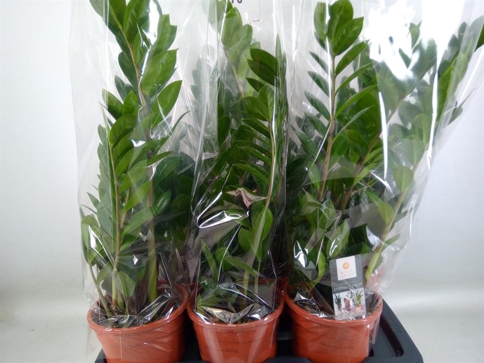 <h4>Zamioculcas zamiifolia</h4>