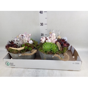 Arr.  Sempervivum L%