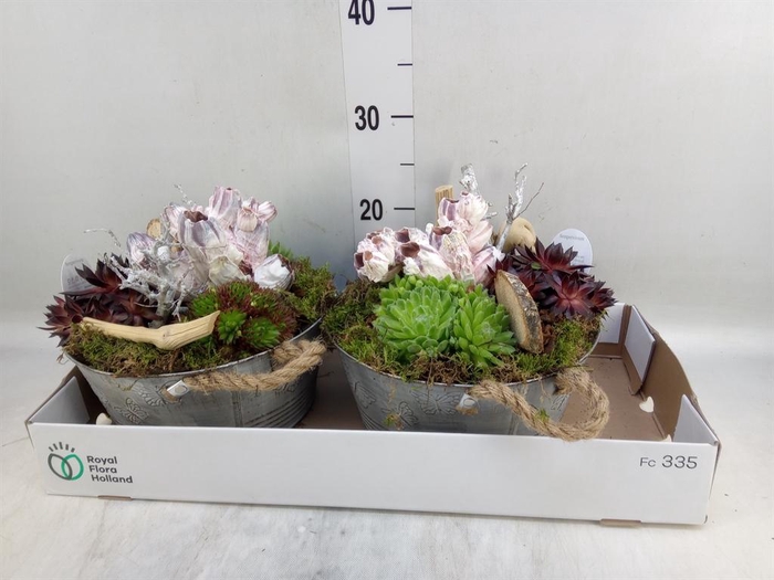 <h4>Arr.  Sempervivum L%</h4>