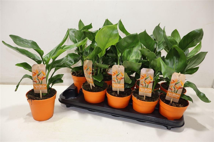<h4>Strelitzia Regin Bl</h4>