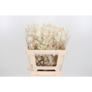Lunaria