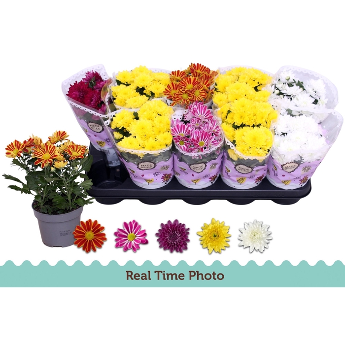 <h4>CHRYS GEM 5 KL</h4>