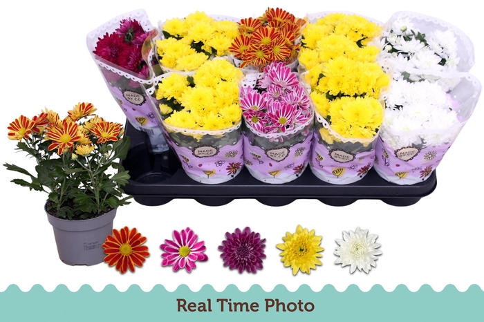 <h4>CHRYS GEM 5 KL</h4>