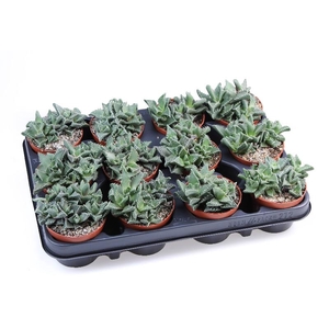 Faucaria tigrina SU8014