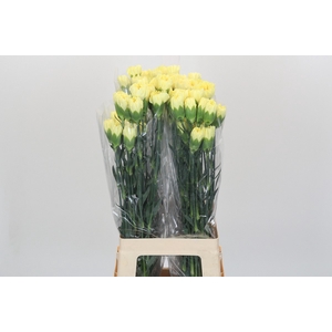 Dianthus St Hermes