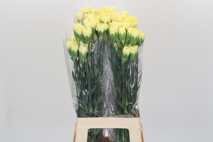 <h4>Dianthus St Hermes</h4>