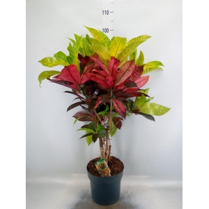 Codiaeum var. KL 'Mrs Iceton'