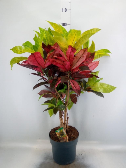 <h4>Codiaeum var. KL 'Mrs Iceton'</h4>
