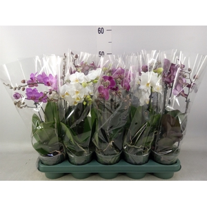 Phalaenopsis multi.   ...mix  5